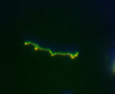 Segmentation of people in the photo