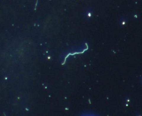 Segmentation of people in the photo